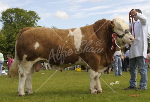 Male Champion, Bridgemount Vixon exhibited by Andrew Hanna at Armagh Show